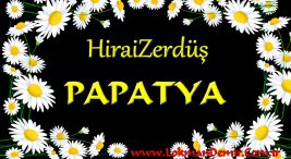 HiraiZerdüş Papatya ŞArkı Sözleri